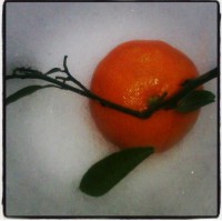/album/bildgalleri/x-orange-jpg/