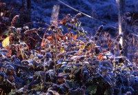 /album/bildgalleri/frost023-jpg/