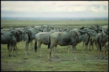 Masaii Mara wilderbeest