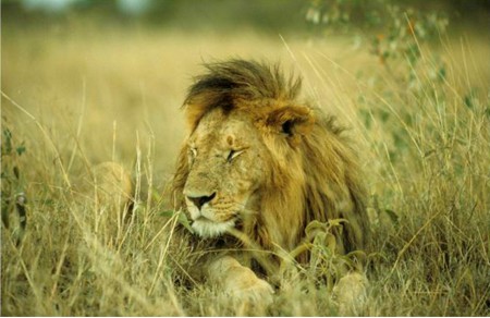 Masaii Mara lejon1
