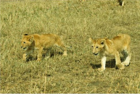 Masaii Mara lejon2