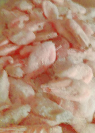 Shrimps2